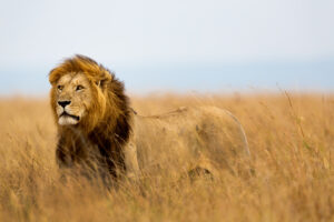 Animal Safaris from Cape Town Lion